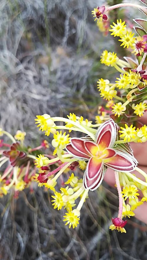 Struthiola argentea: Struthiola argentea Lehm. - Baviaanskloof Mountains, Cape Province, South Africa