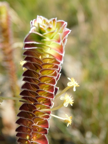 Struthiola argentea (Struthiola argentea)