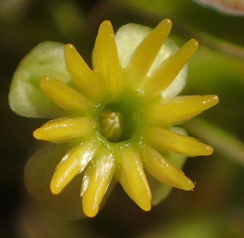 Struthiola argentea (Struthiola argentea)