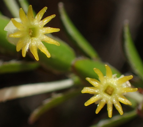 Struthiola argentea (Struthiola argentea)
