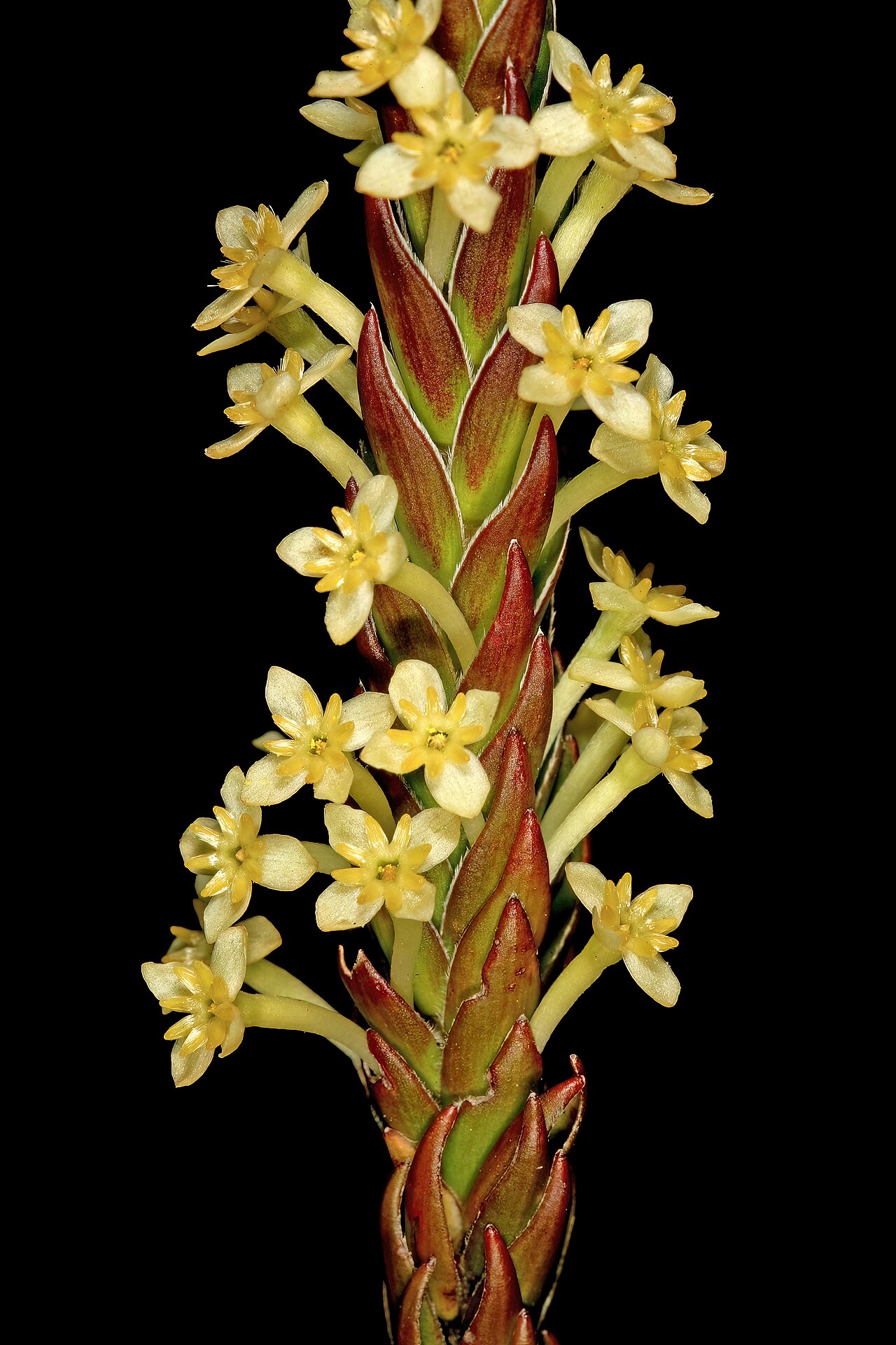 Evening gonna: Struthiola ciliata , flowers; in fynbos, summit of Table Mountain, vicinity of Maclear's Beacon, Cape Town, Western Cape, South Africa