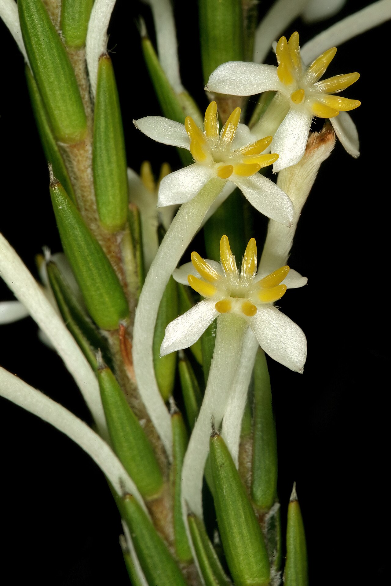 Evening gonna: Struthiola ciliata , flowers; Cape Point Nature Reserve, Cape Town, Western Cape, South Africa