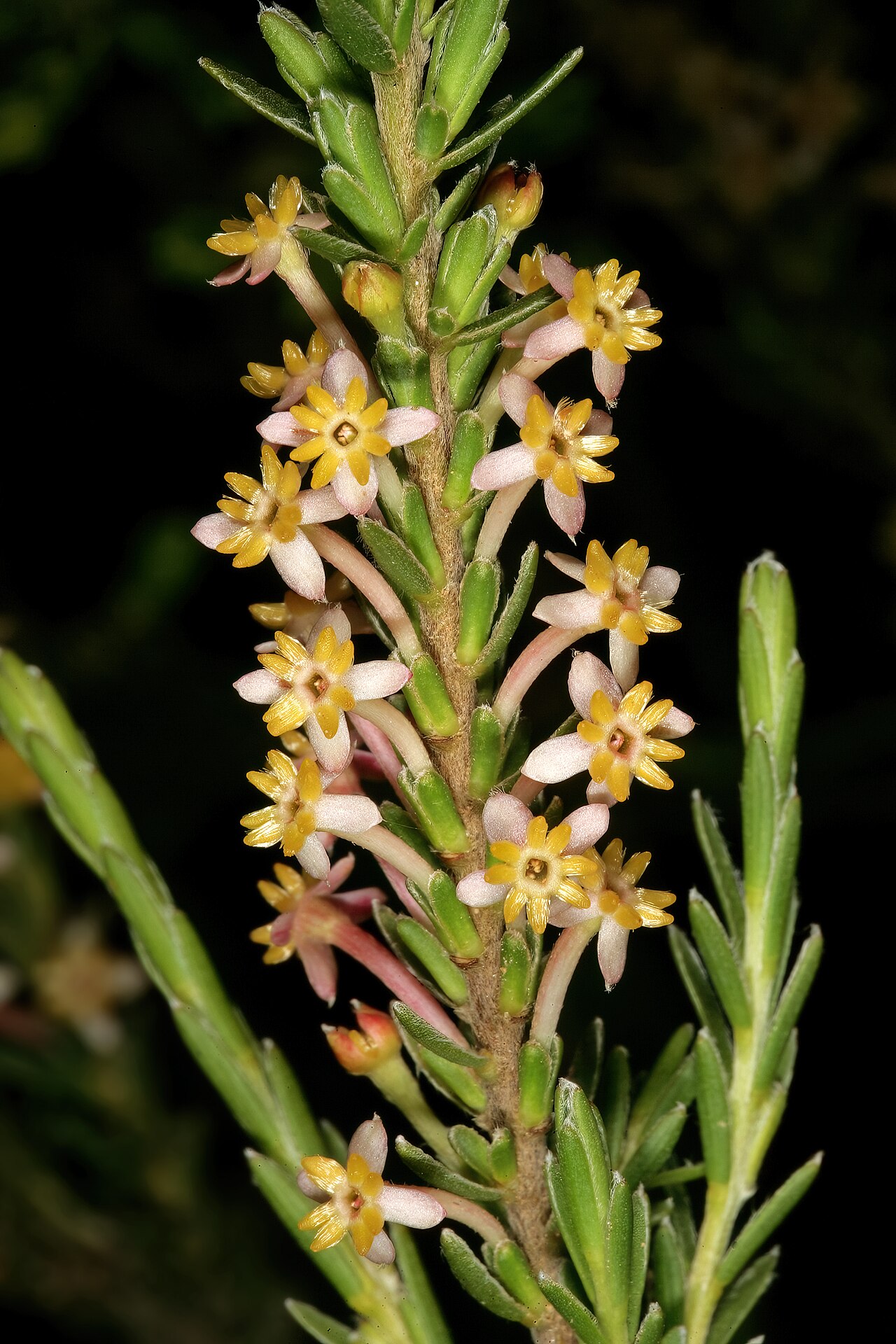 Evening gonna: Struthiola ciliata , flowers; in renosterveld, between Mamre and Darling, Western Cape, South Africa