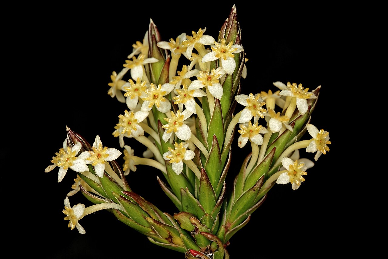 Evening gonna: Struthiola ciliata , flowers; in fynbos, summit of Table Mountain, vicinity of Maclear's Beacon, Cape Town, Western Cape, South Africa