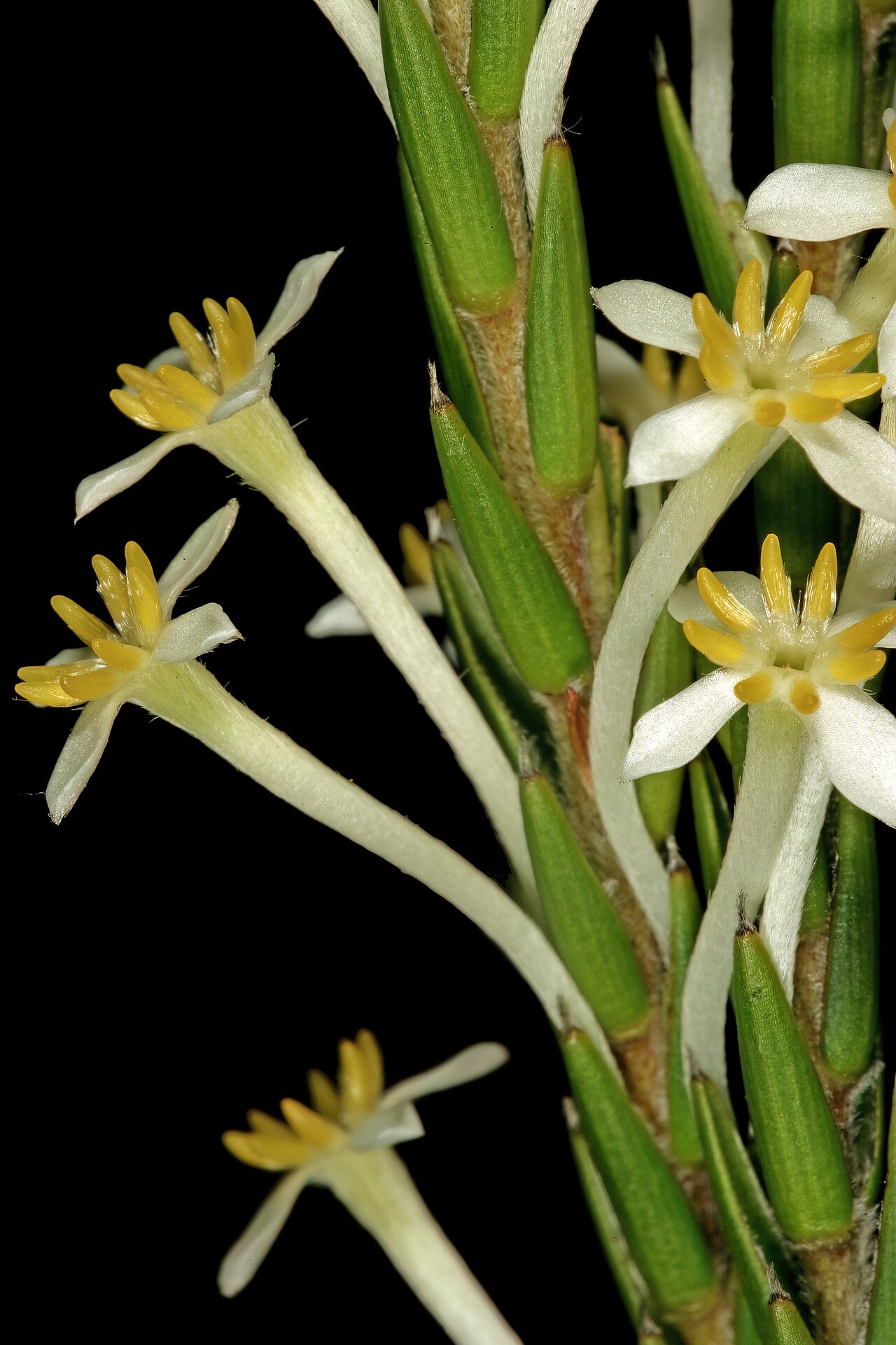 Evening gonna: Struthiola ciliata , flowers; Cape Point Nature Reserve, Cape Town, Western Cape, South Africa