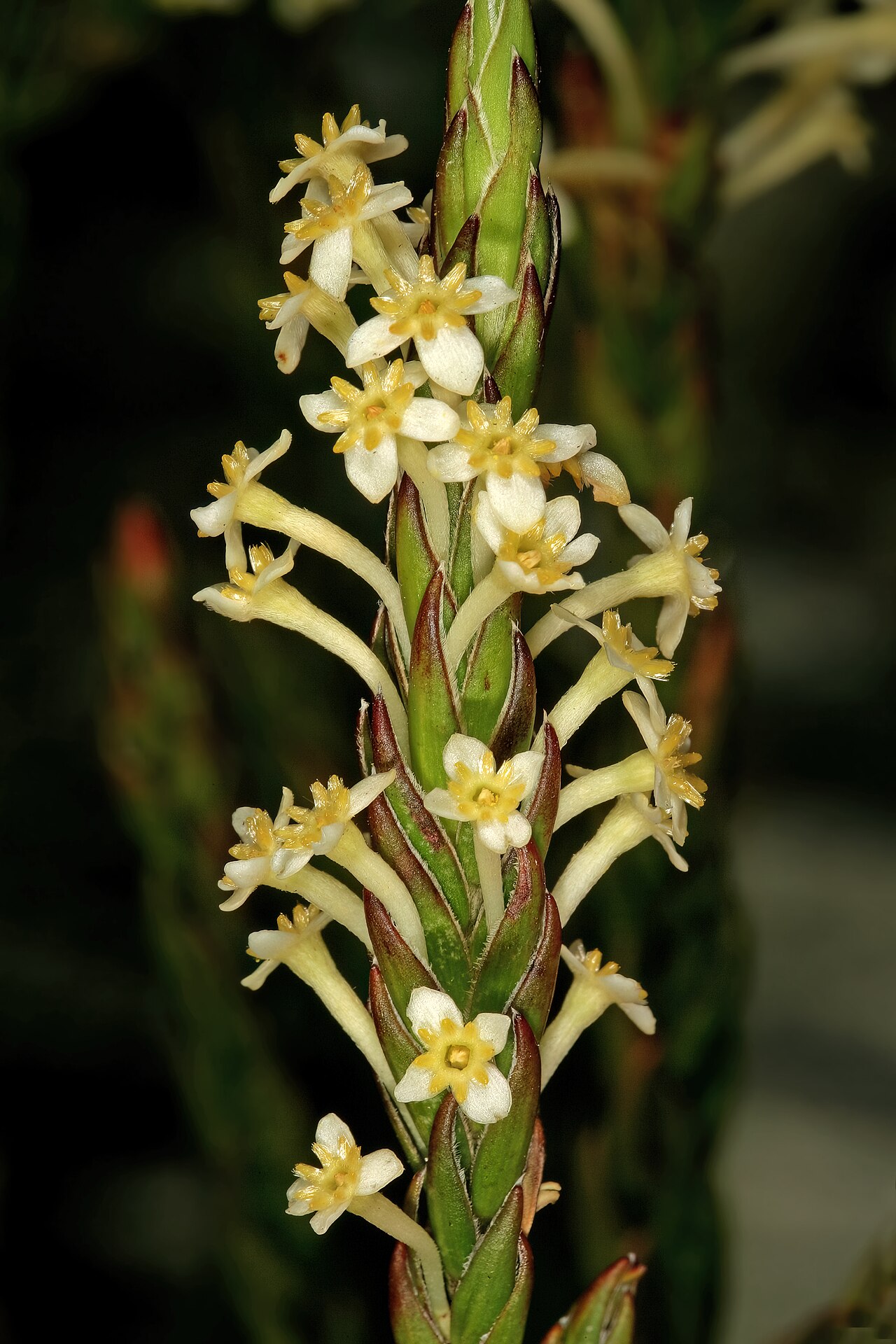 Evening gonna: Struthiola ciliata , flowers; in fynbos, summit of Table Mountain, vicinity of Maclear's Beacon, Cape Town, Western Cape, South Africa