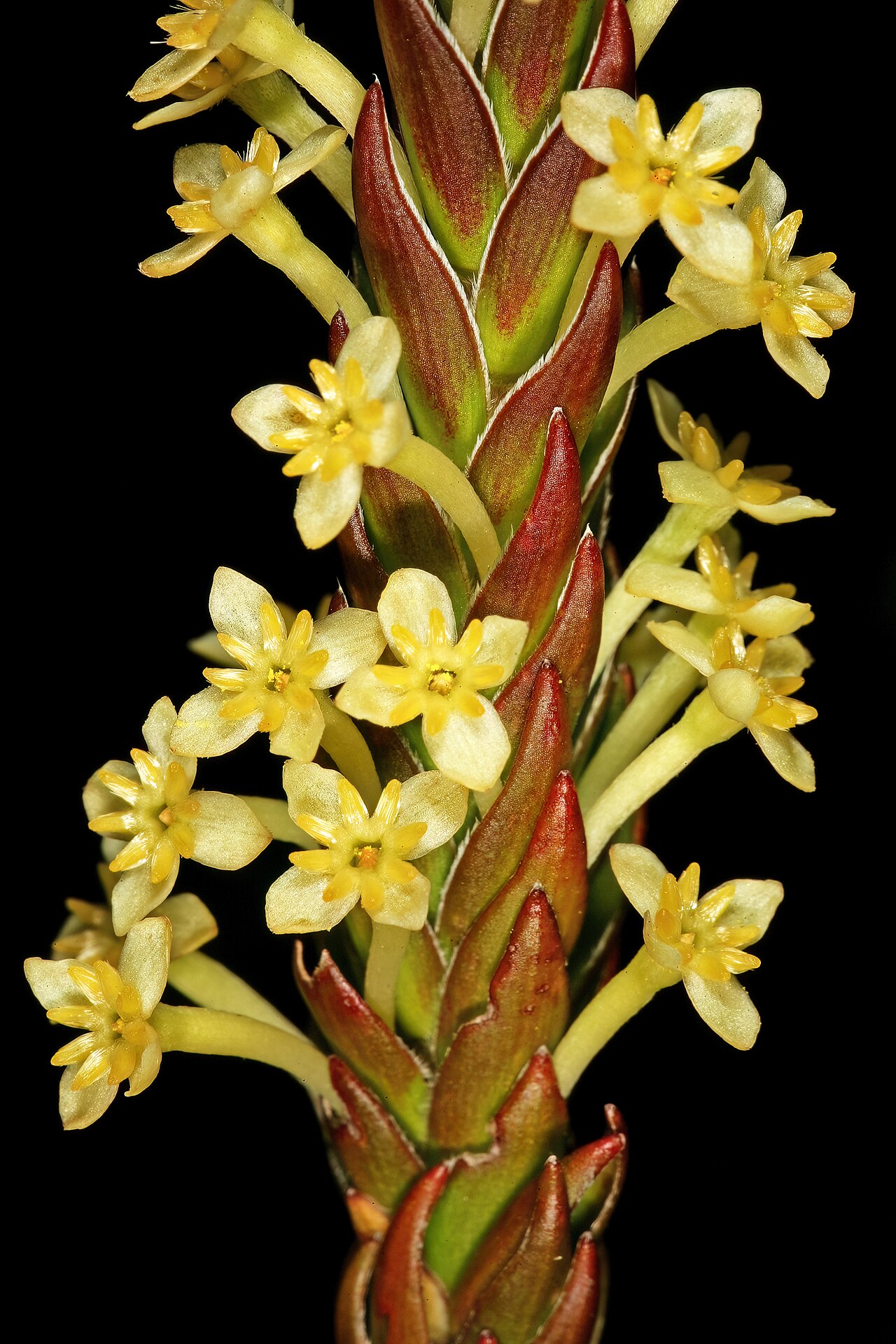 Evening gonna: Struthiola ciliata , flowers; in fynbos, summit of Table Mountain, vicinity of Maclear's Beacon, Cape Town, Western Cape, South Africa