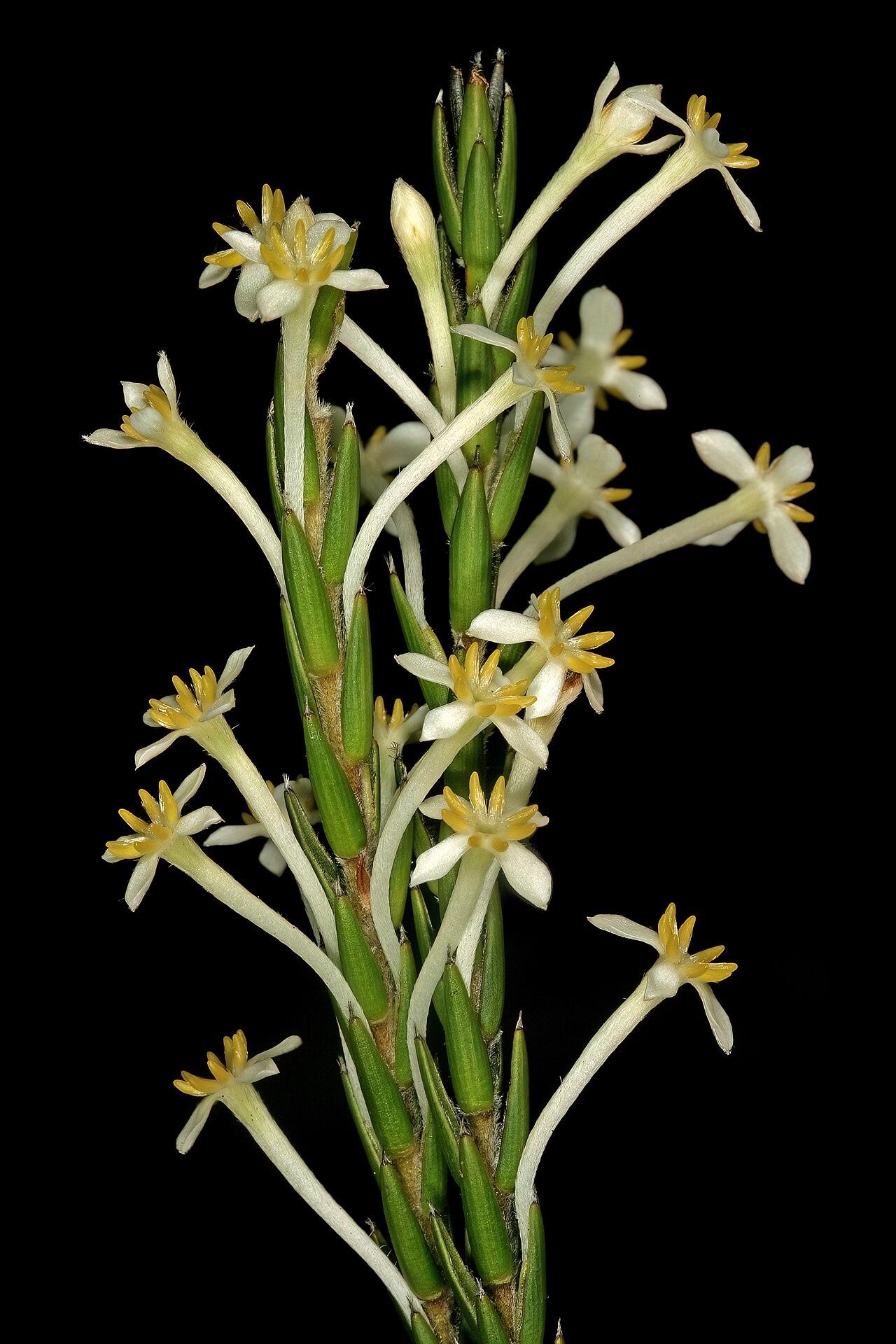 Evening gonna: Struthiola ciliata , flowers; Cape Point Nature Reserve, Cape Town, Western Cape, South Africa