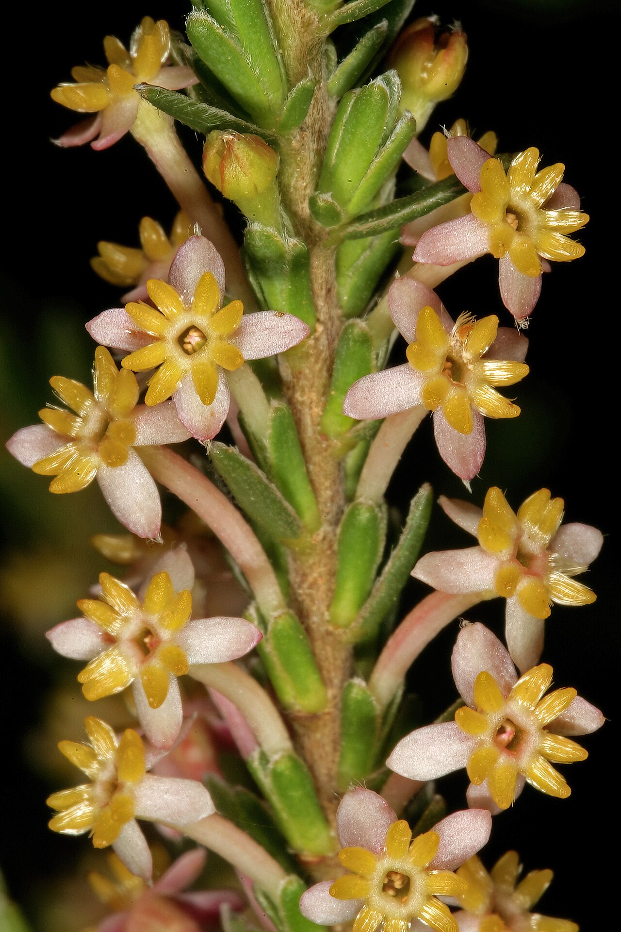Evening gonna: Struthiola ciliata , flowers; in renosterveld, between Mamre and Darling, Western Cape, South Africa