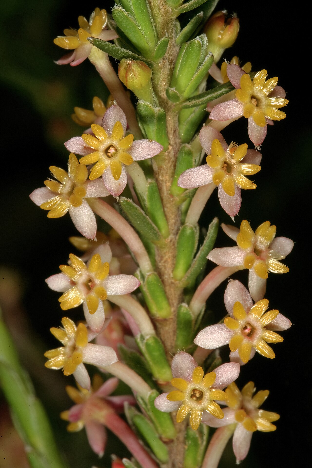 Evening gonna: Struthiola ciliata , flowers; in renosterveld, between Mamre and Darling, Western Cape, South Africa