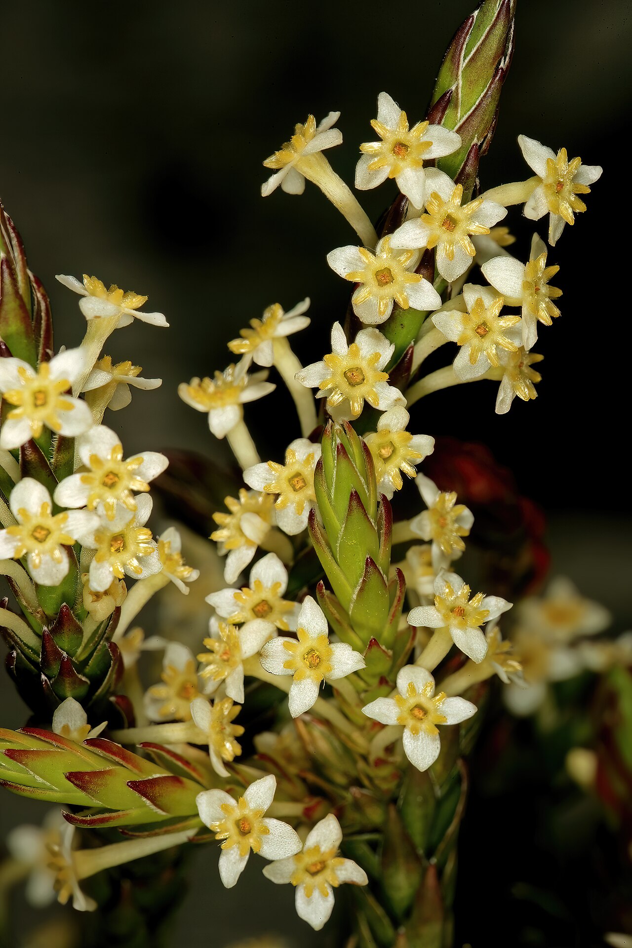 Evening gonna: Struthiola ciliata , flowers; in fynbos, summit of Table Mountain, vicinity of Maclear's Beacon, Cape Town, Western Cape, South Africa