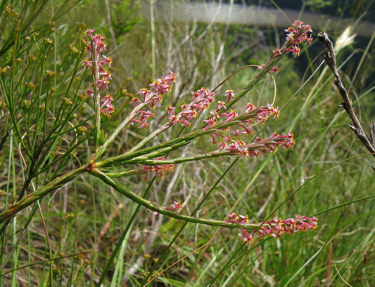 Evening gonna: Struthiola ciliata . Common name: Gonnabos. A variable and confusing species.