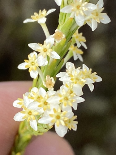 Struthiola confusa (Struthiola confusa)