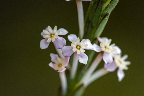 Pink featherhead (Struthiola dodecandra)