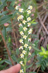 Pink featherhead (Struthiola dodecandra)