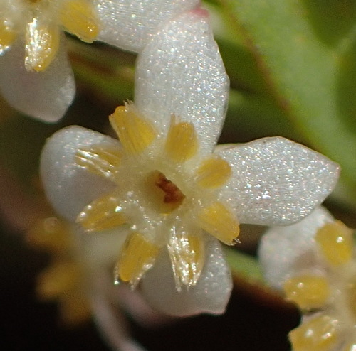 Pink featherhead (Struthiola dodecandra)