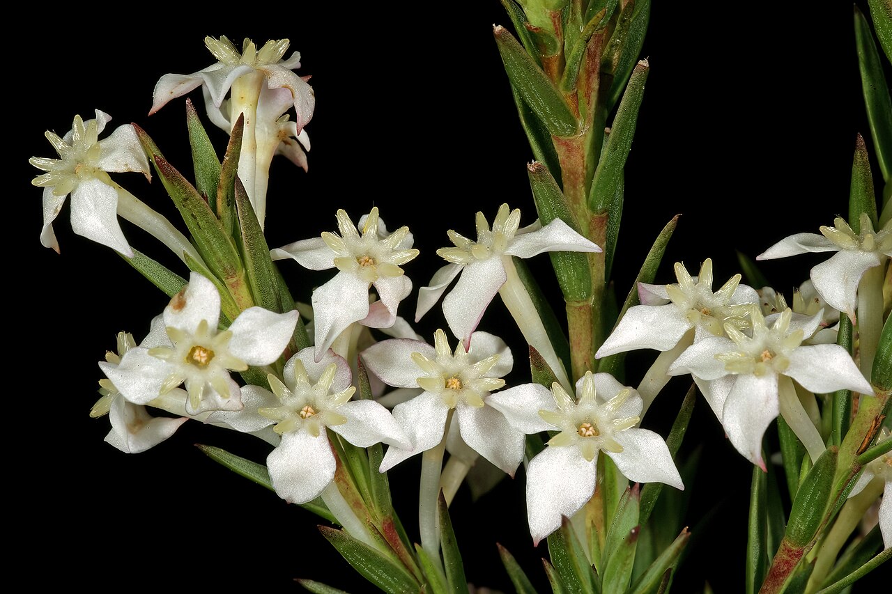 Pink featherhead: Struthiola dodecandra , flowers; in fynbos, mountains above Simon's Town, Western Cape, South Africa