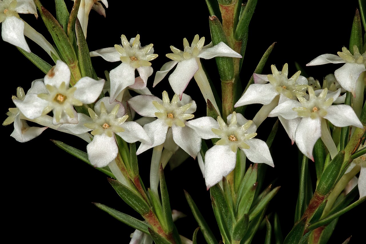 Pink featherhead: Struthiola dodecandra , flowers; in fynbos, mountains above Simon's Town, Western Cape, South Africa