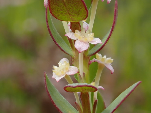 Pink featherhead (Struthiola dodecandra)
