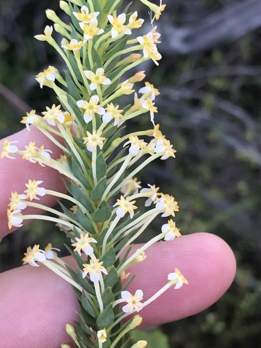 Struthiola hirsuta (Struthiola hirsuta)