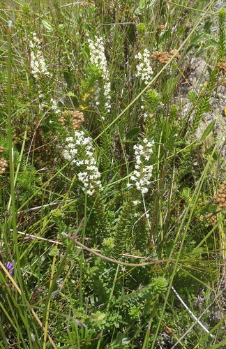 Struthiola hirsuta (Struthiola hirsuta)