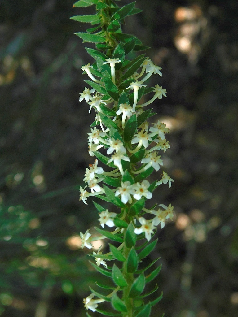 Struthiola hirsuta (Struthiola hirsuta)
