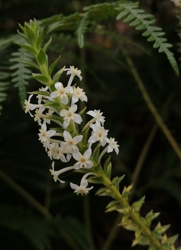 Struthiola hirsuta (Struthiola hirsuta)