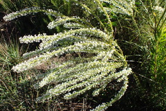 Struthiola hirsuta (Struthiola hirsuta)