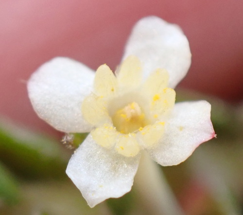 Struthiola hirsuta (Struthiola hirsuta)