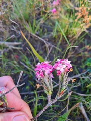 Struthiola hirsuta (Struthiola hirsuta)