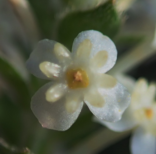 Struthiola hirsuta (Struthiola hirsuta)