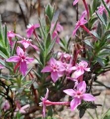 Struthiola hirsuta (Struthiola hirsuta)