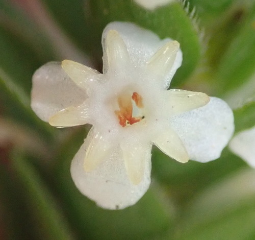 Struthiola hirsuta (Struthiola hirsuta)