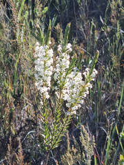 Struthiola hirsuta (Struthiola hirsuta)