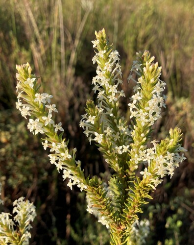 Struthiola hirsuta (Struthiola hirsuta)