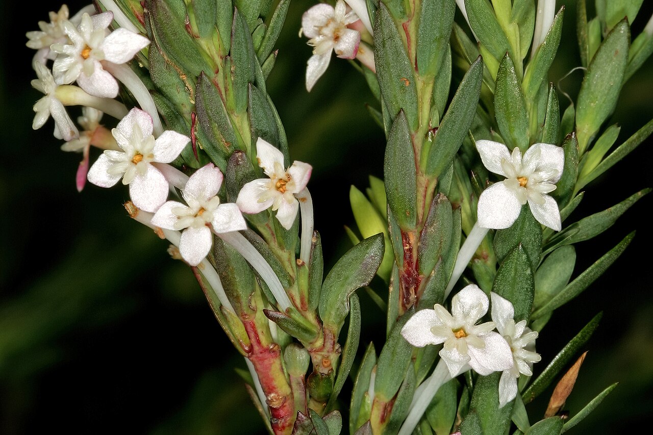 Struthiola myrsinites: Struthiola myrsinites , flowers; Harold Porter National Botanical Garden (natural), Betty's Bay, Western Cape, South Africa