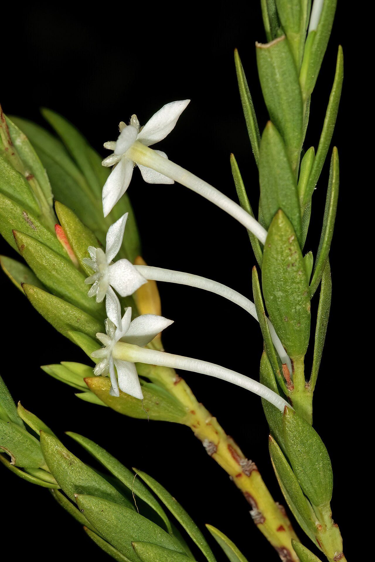 Struthiola myrsinites: Struthiola myrsinites , flowers; Harold Porter National Botanical Garden (natural), Betty's Bay, Western Cape, South Africa