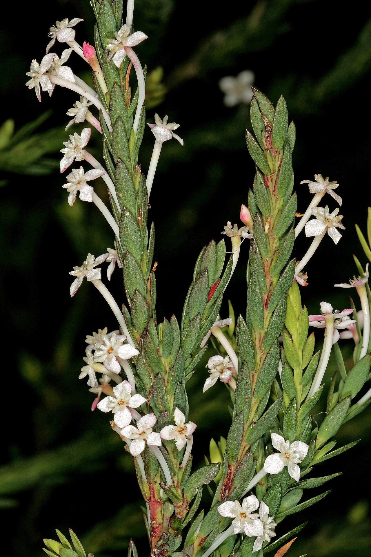 Struthiola myrsinites: Struthiola myrsinites , flowers; Harold Porter National Botanical Garden (natural), Betty's Bay, Western Cape, South Africa