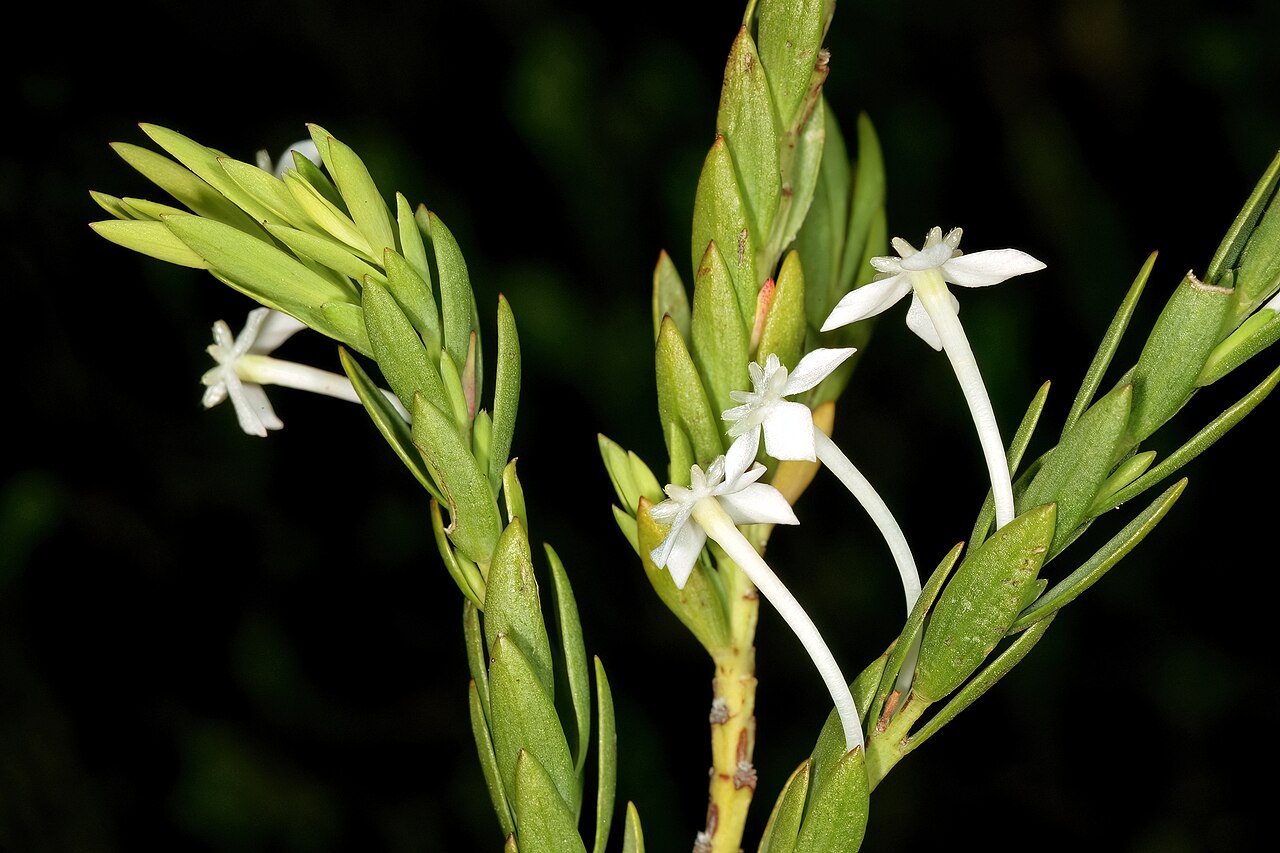 Struthiola myrsinites: Struthiola myrsinites , flowers; Harold Porter National Botanical Garden (natural), Betty's Bay, Western Cape, South Africa