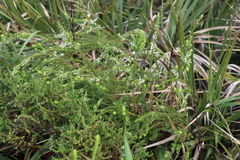 Struthiola pondoensis (Struthiola pondoensis)