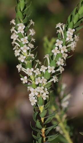 Struthiola pondoensis (Struthiola pondoensis)