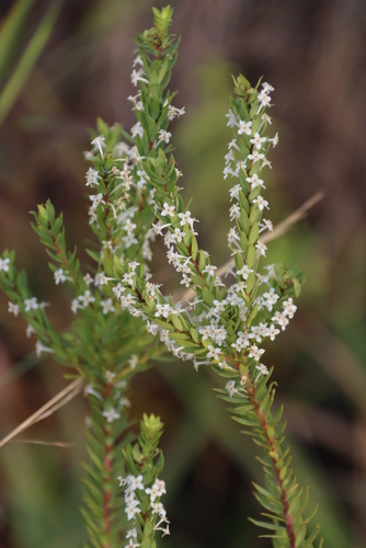 Struthiola pondoensis (Struthiola pondoensis)
