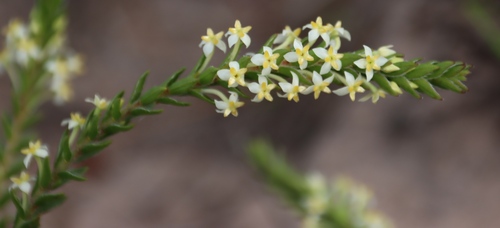 Struthiola striata (Struthiola striata)