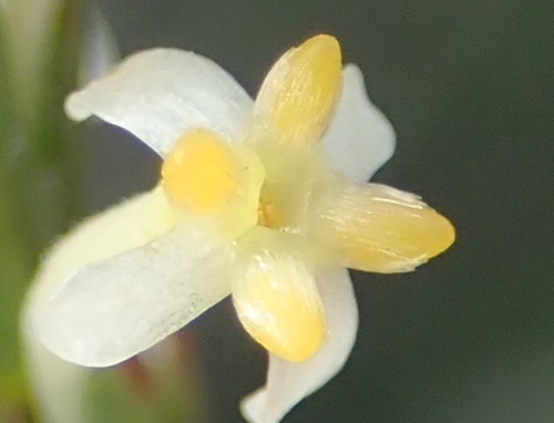 Struthiola striata (Struthiola striata)