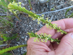 Struthiola striata (Struthiola striata)