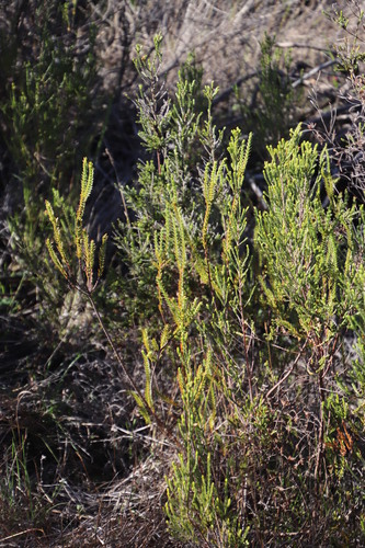 Struthiola striata (Struthiola striata)