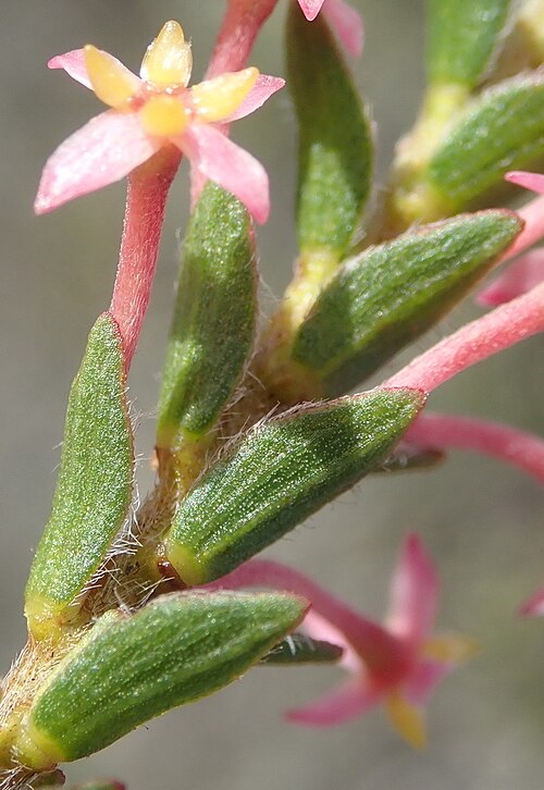 Struthiola striata: oblique view of a flower of Struthiola striata
