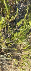 Struthiola striata (Struthiola striata)