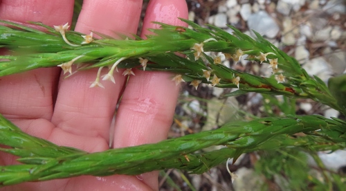 Struthiola striata (Struthiola striata)