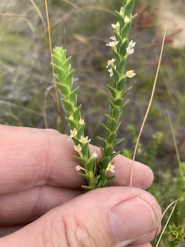 Struthiola striata (Struthiola striata)